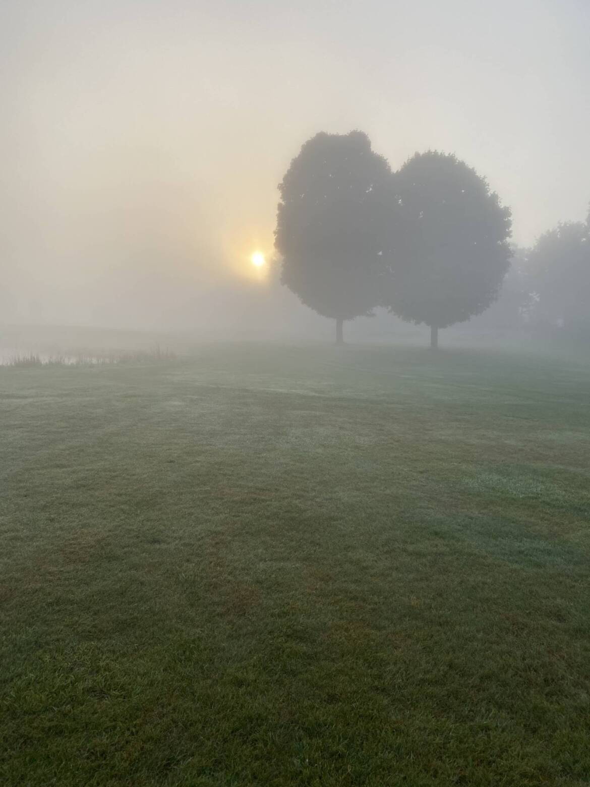 Greene-acre-tree-Fog-scaled-e1734267961943.jpg
